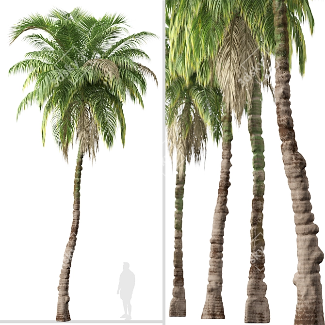 Exquisite Set: 2 Kentia Palm Trees 3D model image 2