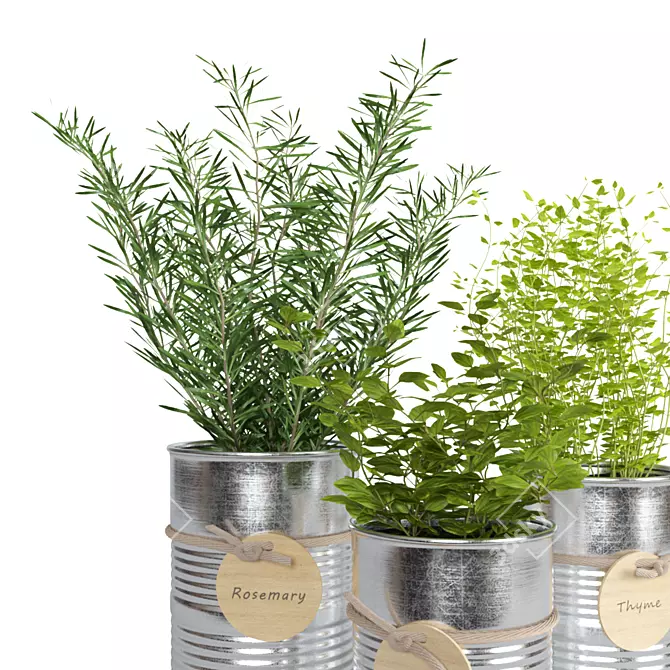 Fresh Herb Trio for the Kitchen 3D model image 4