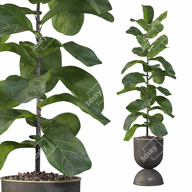 Lush Ficus Lyrata: 3D Plant Collection 3D model image 1