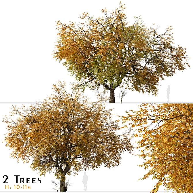 Hangzhou Elm Tree Set (2 Trees) 3D model image 1