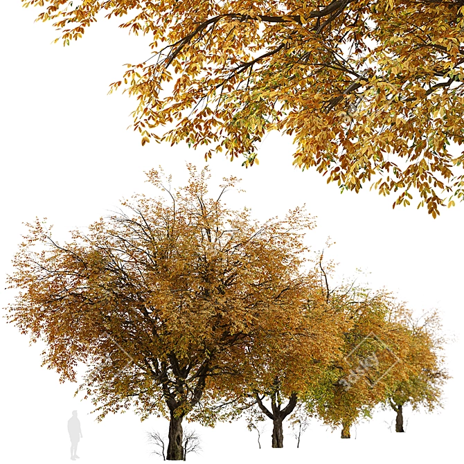 Hangzhou Elm Tree Set (2 Trees) 3D model image 5