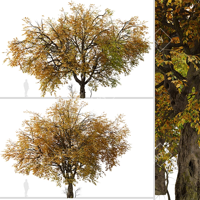 Hangzhou Elm Tree Set (2 Trees) 3D model image 6