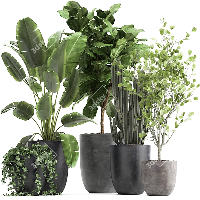 Exotic Plant Collection - Tropical Foliage for Indoor & Outdoor Decoration 3D model image 1