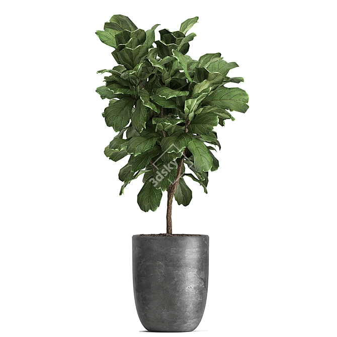 Exotic Plant Collection - Tropical Foliage for Indoor & Outdoor Decoration 3D model image 3