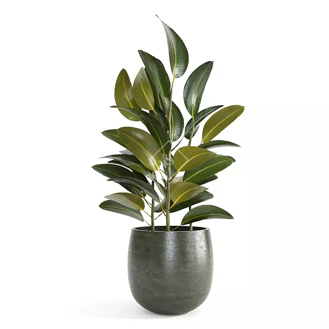 Tropical Indoor Plants Set - Ficus, Gold Capella, Umbrella Tree 3D model image 4