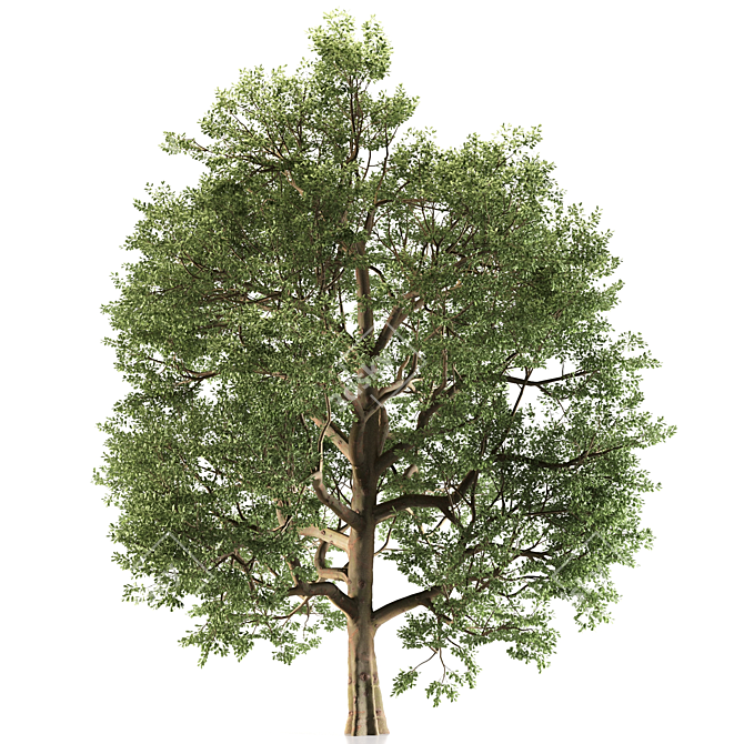 Temperate Chestnut Tree 3D model image 2