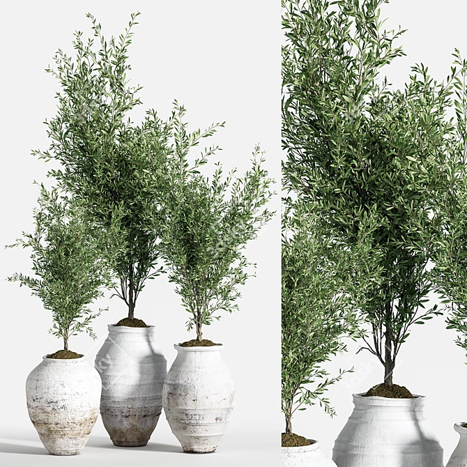 Olive Greenery Indoor Plant Set 3D model image 1