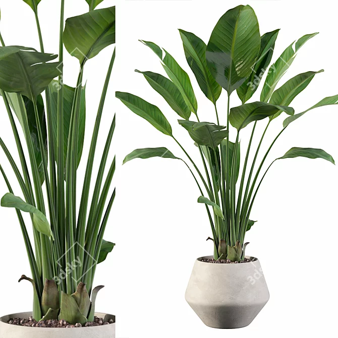 Exquisite Strelitzia: Plants Collection 105 3D model image 1