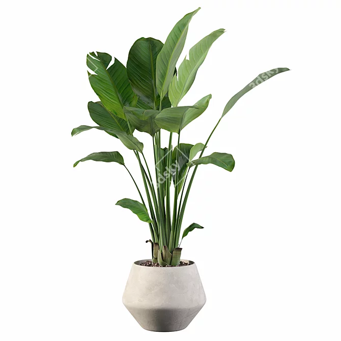 Exquisite Strelitzia: Plants Collection 105 3D model image 2