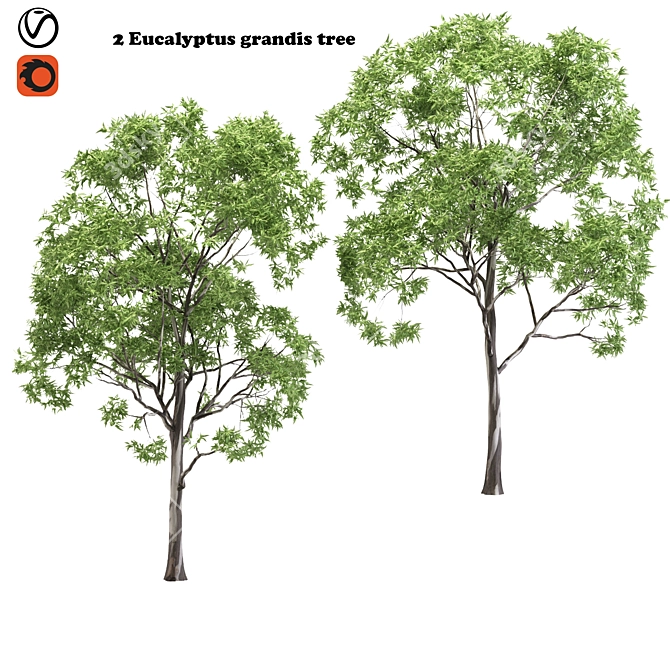 Eucalyptus Grandis Tree Duo: High-Poly Beauty 3D model image 1