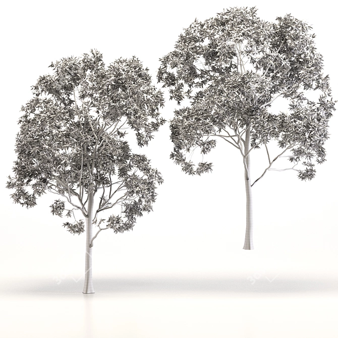 Eucalyptus Grandis Tree Duo: High-Poly Beauty 3D model image 5