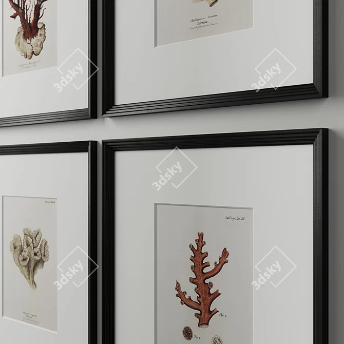 18th C. German Hand-Colored Coral Prints 3D model image 3