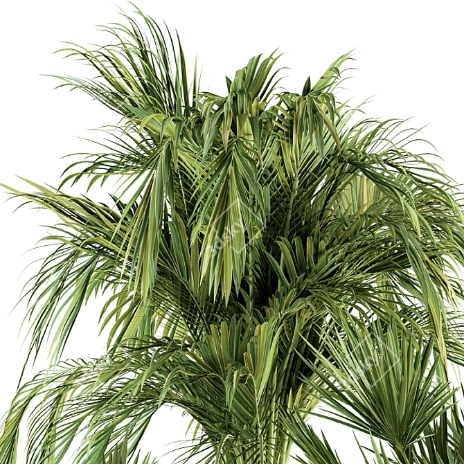 Tropical Paradise: Indoor Palm Set 3D model image 4