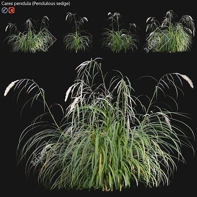 Archived Carex pendula Plant 3D Models 3D model image 1