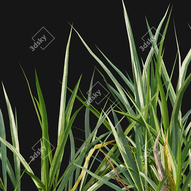 Elegant Pendulous Sedge - 3D Models 3D model image 2