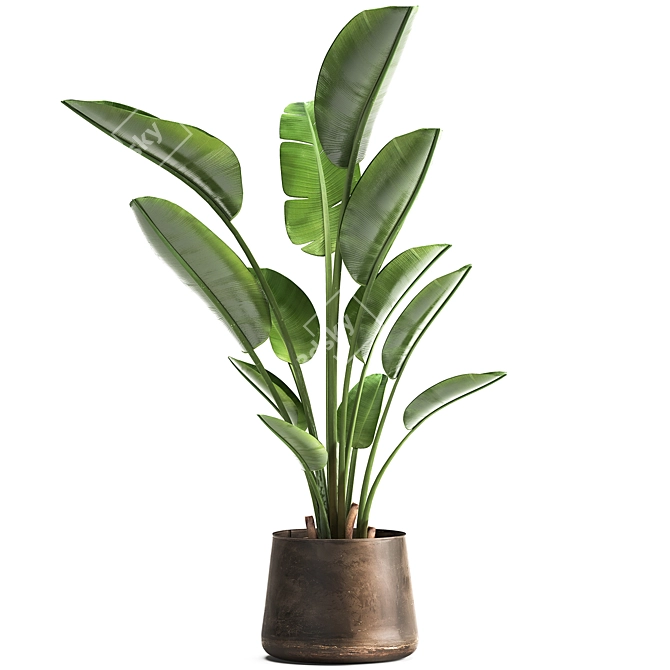 Tropical Plant Collection: Exotic Indoor & Outdoor Decor 3D model image 5