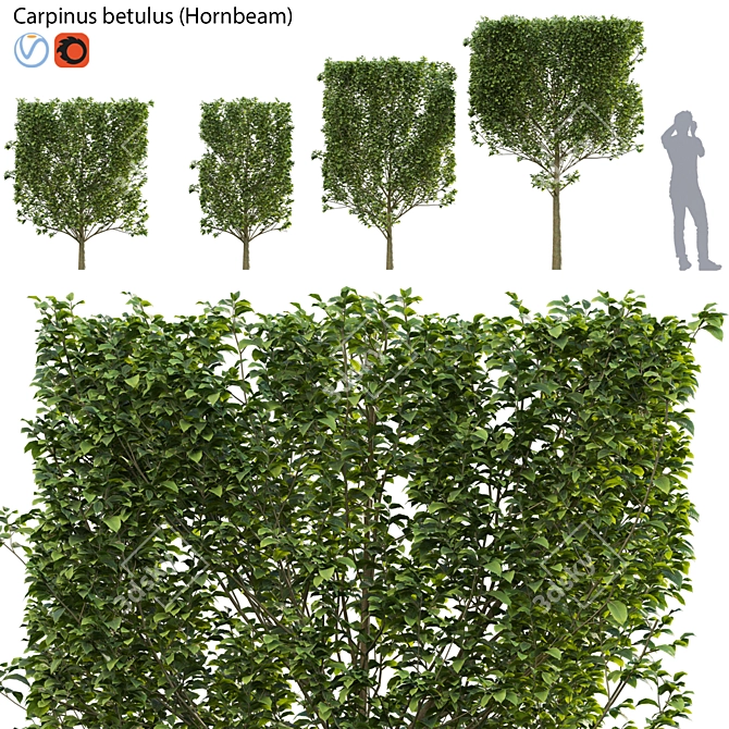 Carpinus Betulus Bundle - 3D Tree Models 3D model image 1