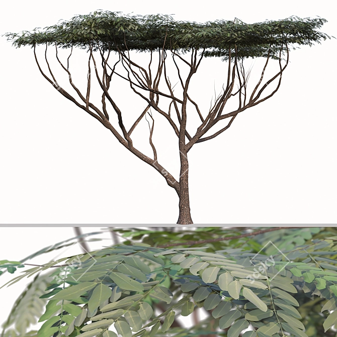 Savanna Acacia Tree Set (2 Trees) 3D model image 2