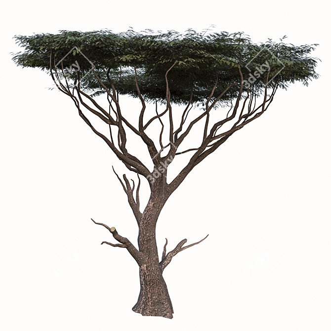 Savanna Acacia Tree Set (2 Trees) 3D model image 4