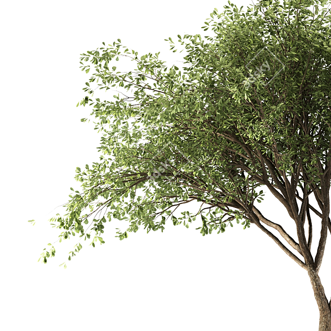 Fragrant Chinese Stewartia Tree 3D model image 2