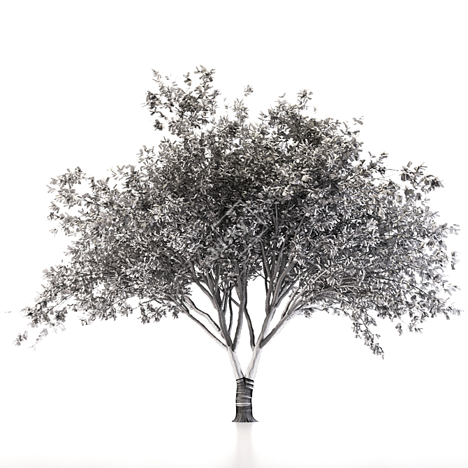 Fragrant Chinese Stewartia Tree 3D model image 4