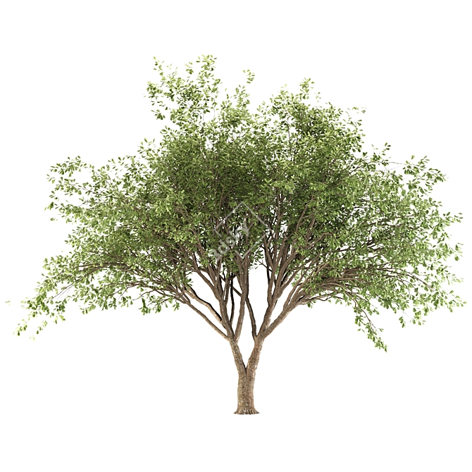 Fragrant Chinese Stewartia Tree 3D model image 5