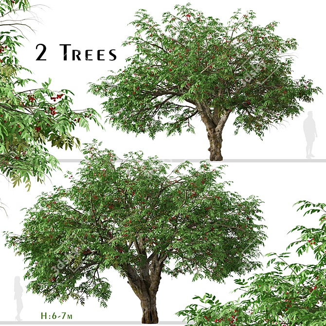 Dual Mountain Ash Trees: Natural Beauty for Your Landscape 3D model image 1