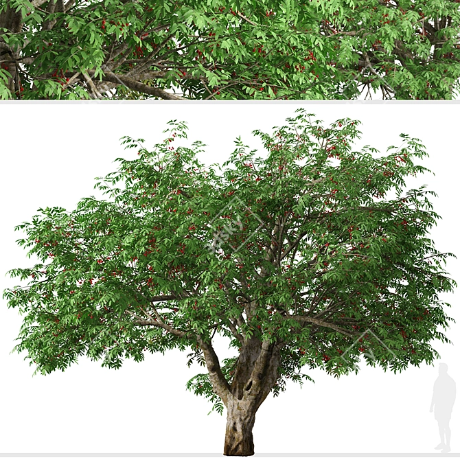 Dual Mountain Ash Trees: Natural Beauty for Your Landscape 3D model image 2