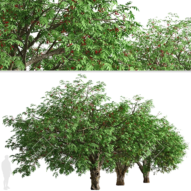 Dual Mountain Ash Trees: Natural Beauty for Your Landscape 3D model image 4