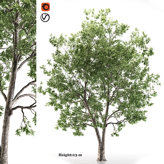 American Ash Tree: Polys - 733k 3D model image 1