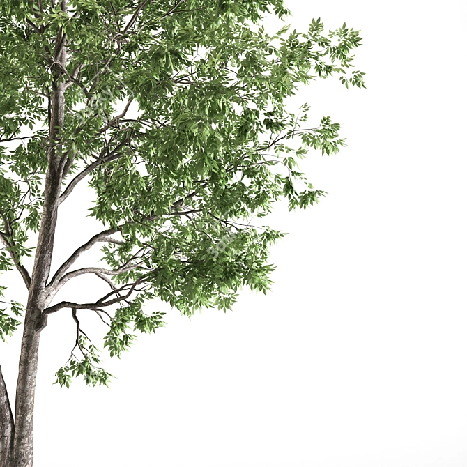 American Ash Tree: Polys - 733k 3D model image 2