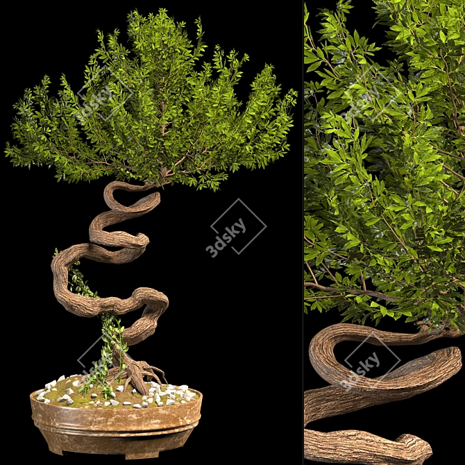 Serenity Bonsai Tree 3D model image 1