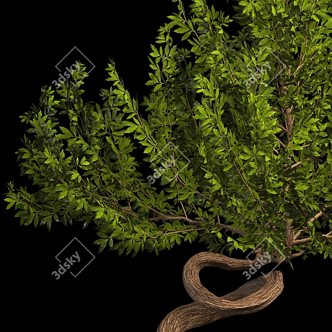 Serenity Bonsai Tree 3D model image 3