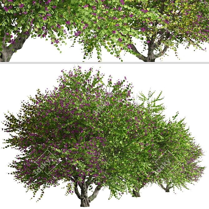 Exquisite Pair of Orchid Tree 3D model image 2