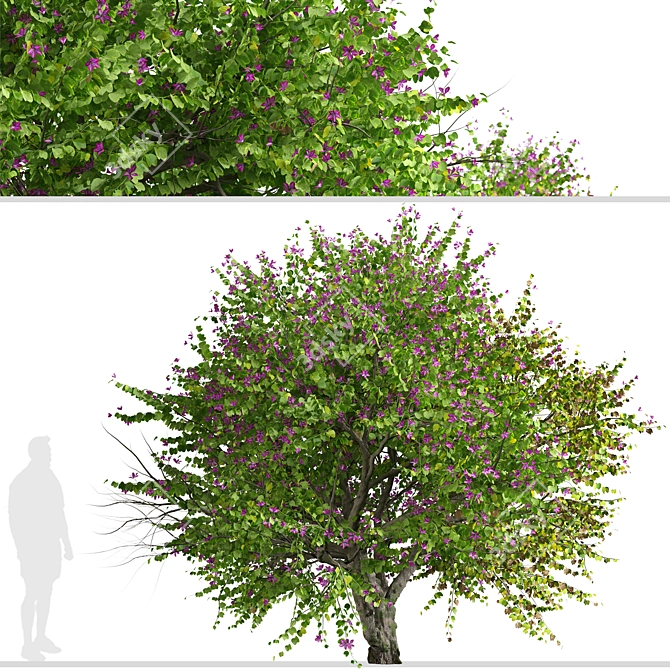 Exquisite Pair of Orchid Tree 3D model image 5