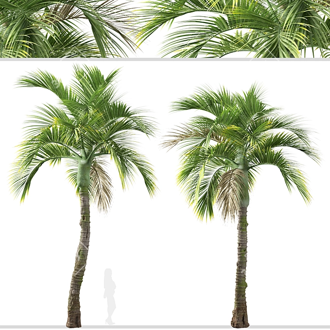 Exquisite Set of Umbrella Palm Trees 3D model image 3