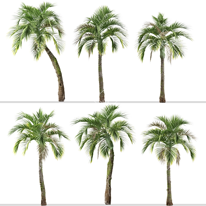 Exquisite Set of Umbrella Palm Trees 3D model image 4