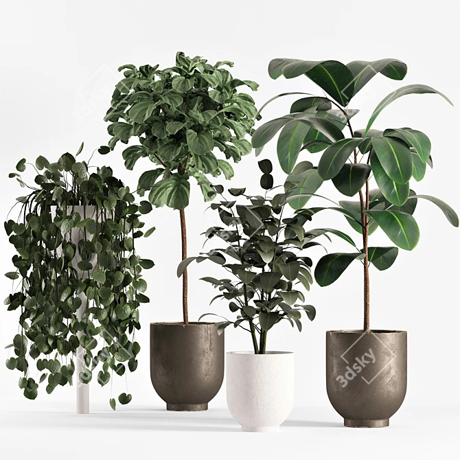 Lush Ficus Plant Collection 3D model image 1