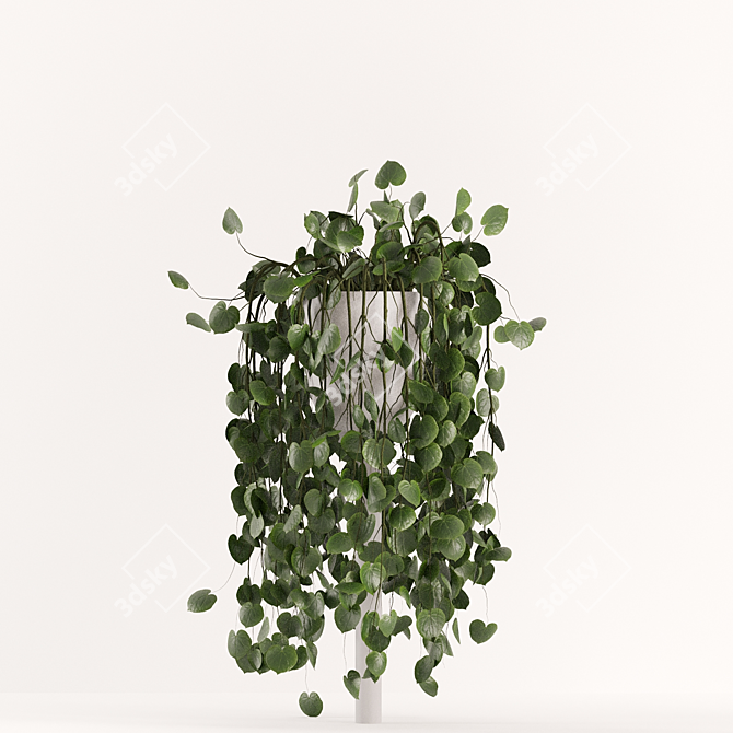 Lush Ficus Plant Collection 3D model image 3