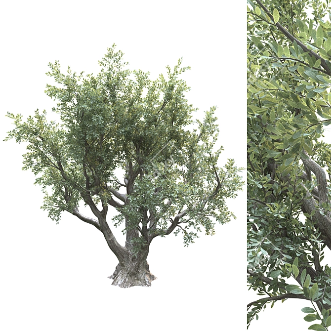 Lush Olive Landscape Tree 3D model image 1