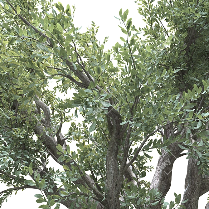 Lush Olive Landscape Tree 3D model image 2