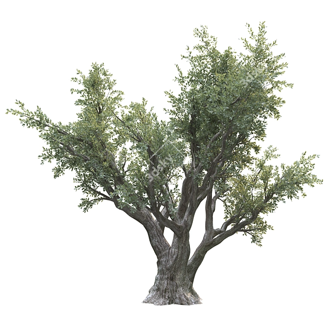 Lush Olive Landscape Tree 3D model image 3