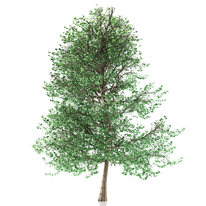 Asian Maple Tree: Gorgeous and Majestic 3D model image 2