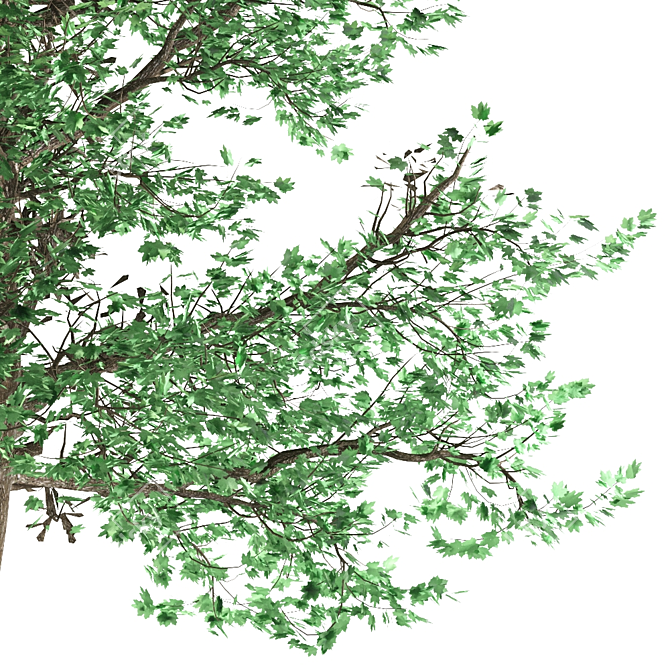 Asian Maple Tree: Gorgeous and Majestic 3D model image 3
