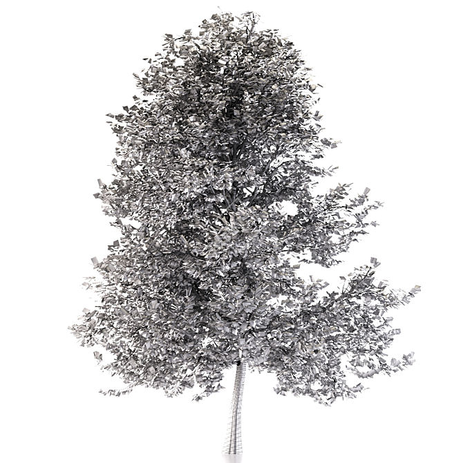 Asian Maple Tree: Gorgeous and Majestic 3D model image 4