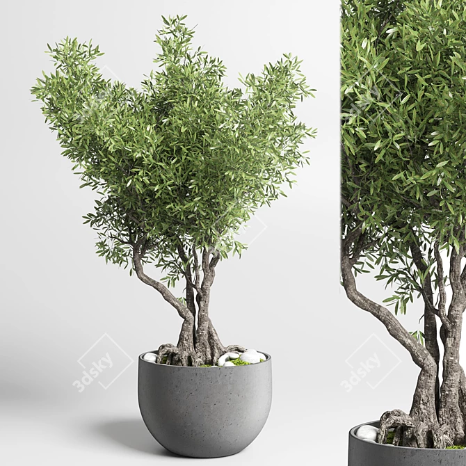 Indoor Bonsai Tree - Elegant Home Decor 3D model image 1