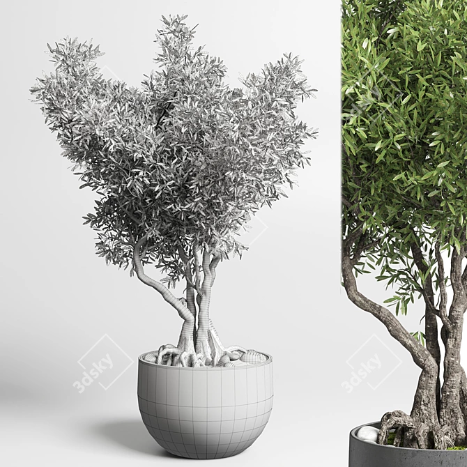 Indoor Bonsai Tree - Elegant Home Decor 3D model image 2