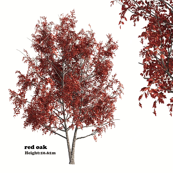 Title: Red Oak Tree - Natural Beauty 3D model image 1