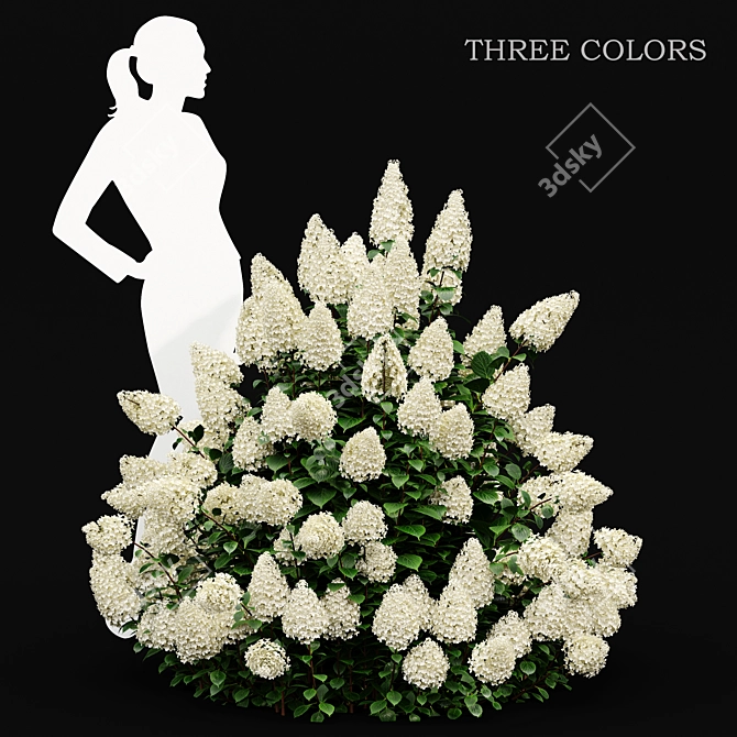 Phantom Hydrangea: Exquisite Blooms for Your Garden 3D model image 1