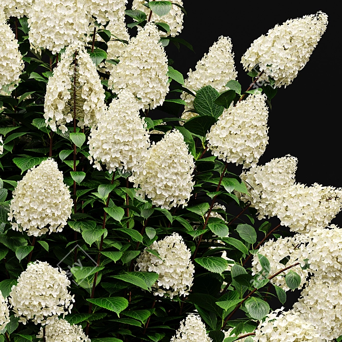 Phantom Hydrangea: Exquisite Blooms for Your Garden 3D model image 2